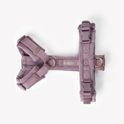 Purple dog harness with gold hardware on a white background