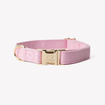 Pink dog collar with gold buckle on a white background