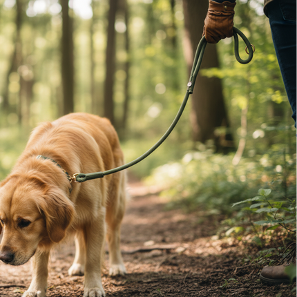 Dog on a leash walking through a forest
