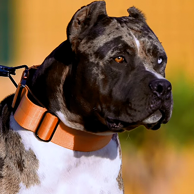 Dog wearing an orange collar with a blurred yellow background