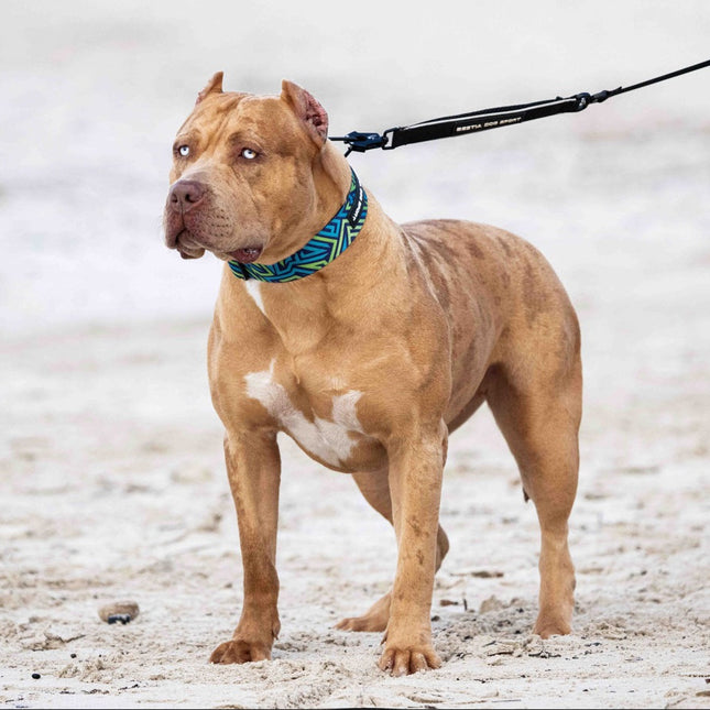 Brown dog on a leash standing on sandy ground