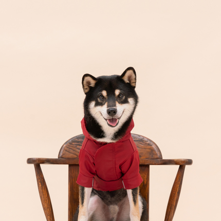 Dog wearing a Burgundy raincoat  sitting on a wooden chair.