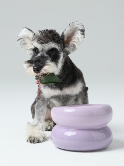 Dog with a purple toy on a white background