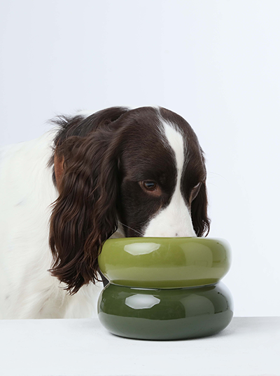 Dog sniffing a green ceramic bowl on a white background