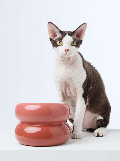 Cat sitting next to a pet feeding bowl on a white background