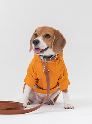 Dog wearing an egg yolk yellow hoodie with a leash on a white background