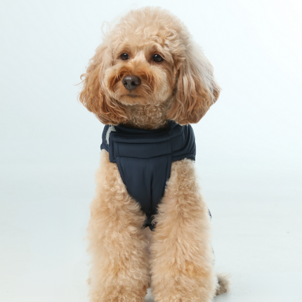 Small dog wearing a navy blue coat on a white background