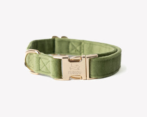 Green dog collar with gold buckle on a white background