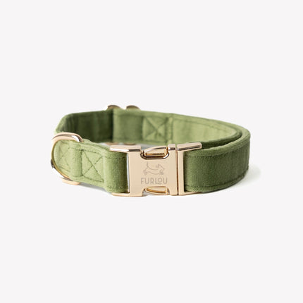 Green dog collar with gold buckle on a white background
