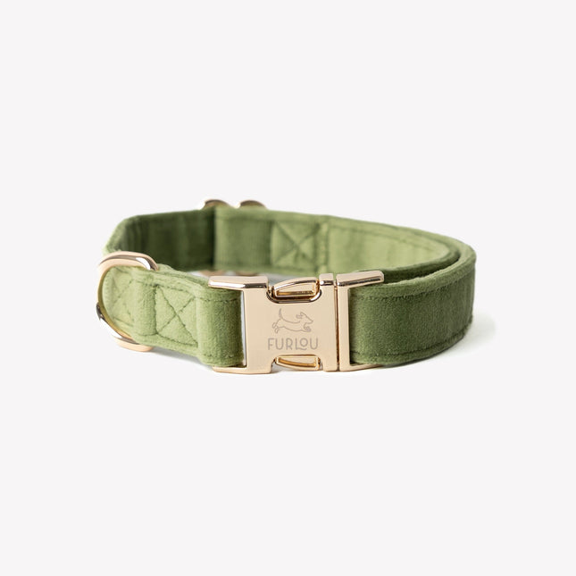 Green dog collar with gold buckle on a white background