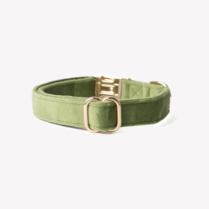 Green dog collar with a gold buckle on a white background