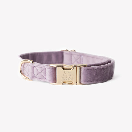 Purple velvet dog collar with gold buckle on a white background