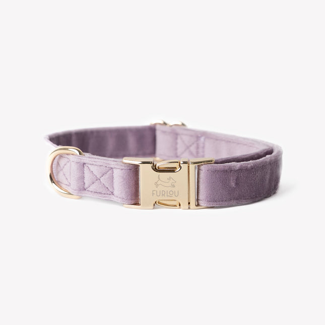 Purple velvet dog collar with gold buckle on a white background