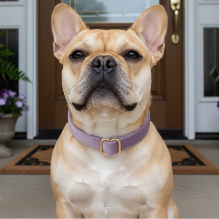 Dog wearing a purple collar sitting on a porch with a door in the background
