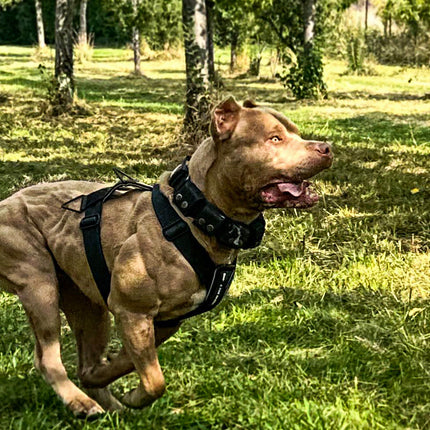 Dog running on grass with a harness in a park setting