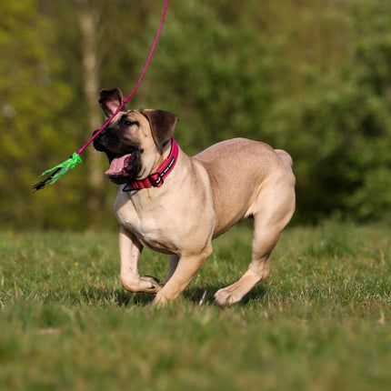 Dog running on grass with a pink and green toy rope in its mouth