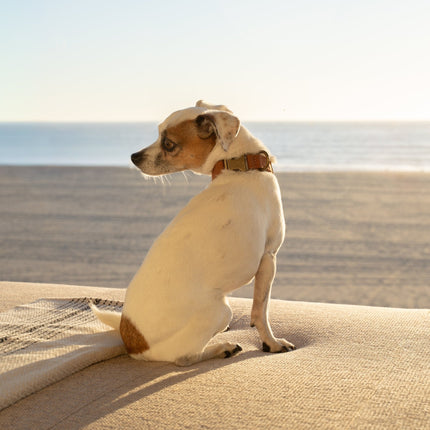 Dog sitting on a sandy beach with ocean in the background