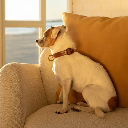 Dog sitting on a couch with a brown pillow by a window