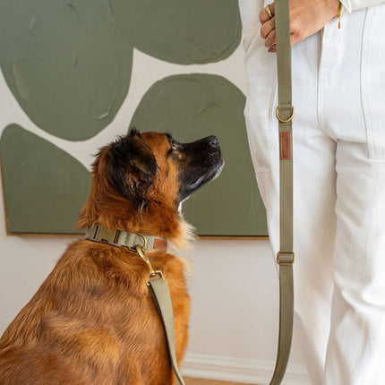 Hemp Cotton Dog Collar – Sustainable Brass Hardware
