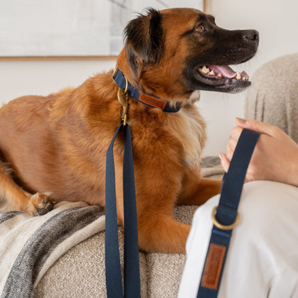 Dog wearing a blue collar with a strap, sitting on a couch next to a person.
