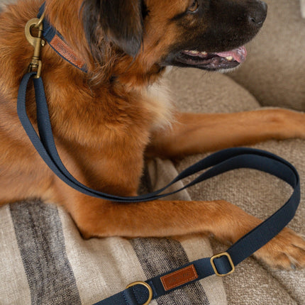 Dog wearing a blue leash on a textured surface