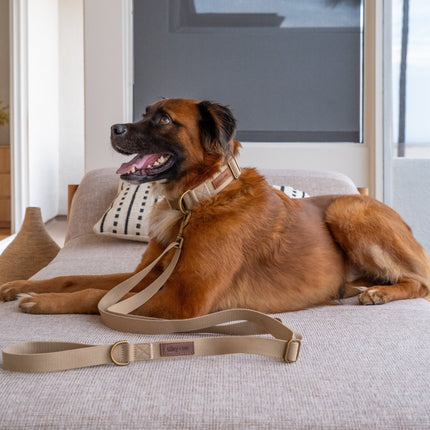 Dog lying on a couch with a beige harness and leash in a modern living room.