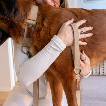 Person petting a brown dog wearing a beige harness indoors.