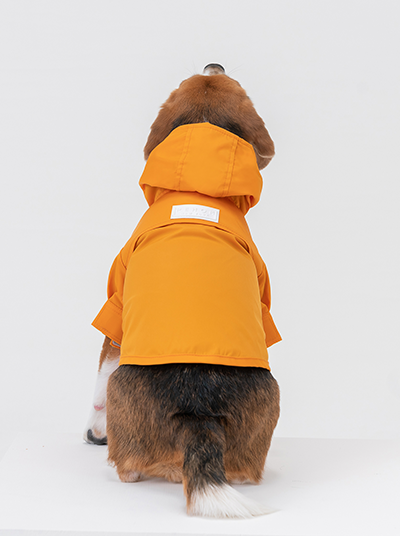 Dog wearing an egg yolk yellow raincoat on a white background