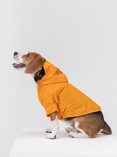 Dog wearing a Egg Yolk yellow raincoat on a white background