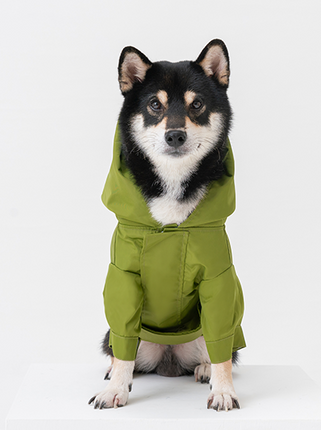 Dog wearing a olive raincoat on a white background