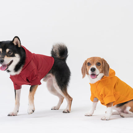 Two dogs wearing a burgundy and egg yolk yellow raincoat on a white background