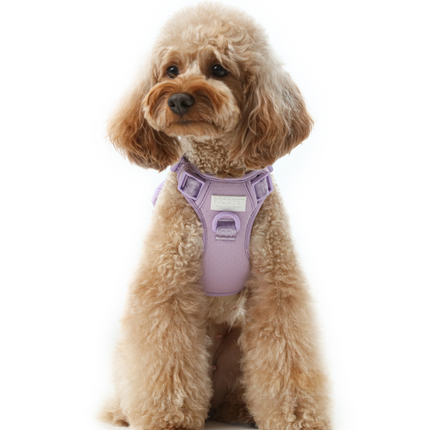 Dog wearing a purple harness on a white background