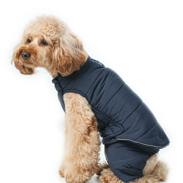 Dog wearing a navy blue puffer coat on a white background