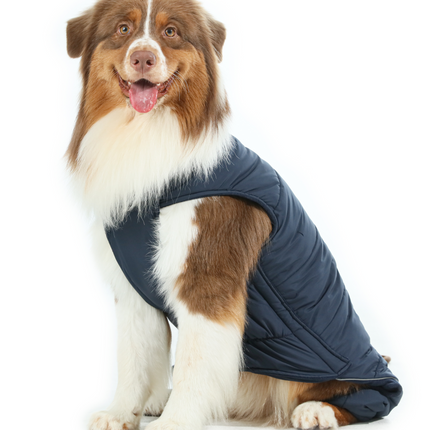 Dog wearing a blue coat on a white background