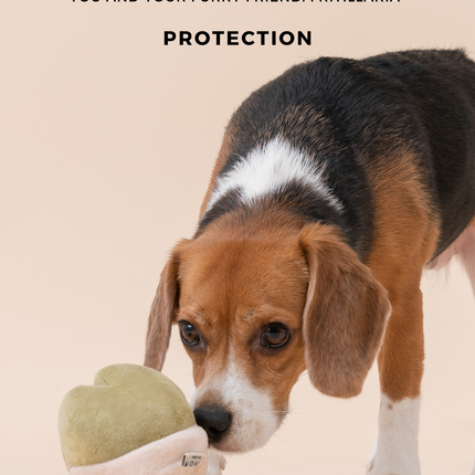 Dog playing with a plush toy, with text about flower meanings and protection.