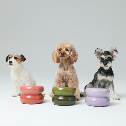Three dogs sitting behind three colorful pet bowls on a light gray background