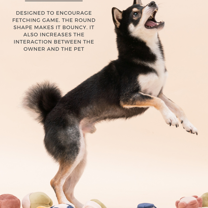 Dog playing with colorful balls on a light background