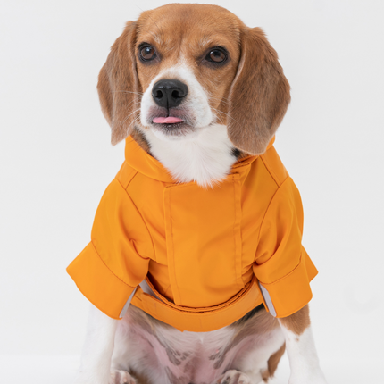 Beagle dog wearing an egg yolk yellow raincoat on a white background