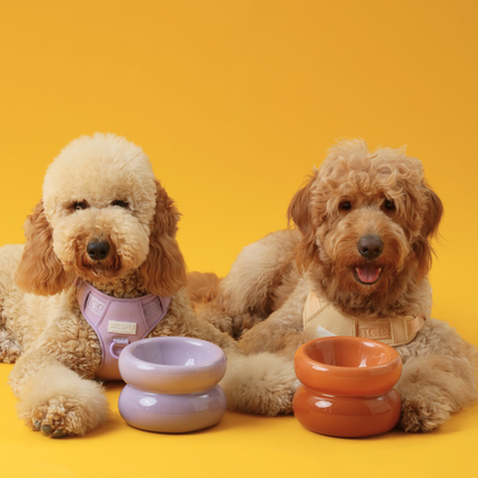 Two dogs with colorful bowls on a yellow background