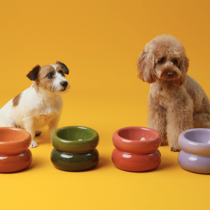 Two dogs sitting behind four colorful ceramic bowls on a yellow background
