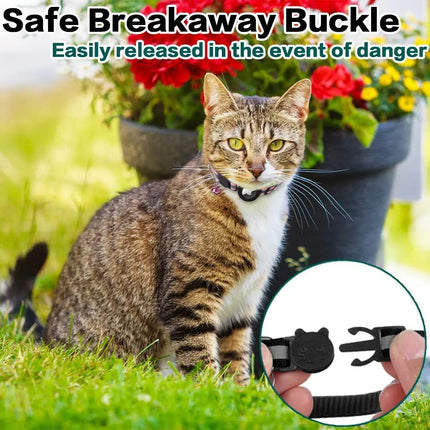 Cat wearing a collar with a safe breakaway buckle in an outdoor setting.