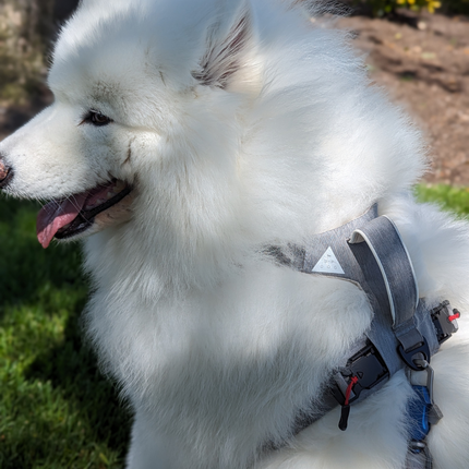 White dog wearing a harness outdoors on grass