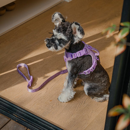 Small dog wearing a purple harness on a wooden floor