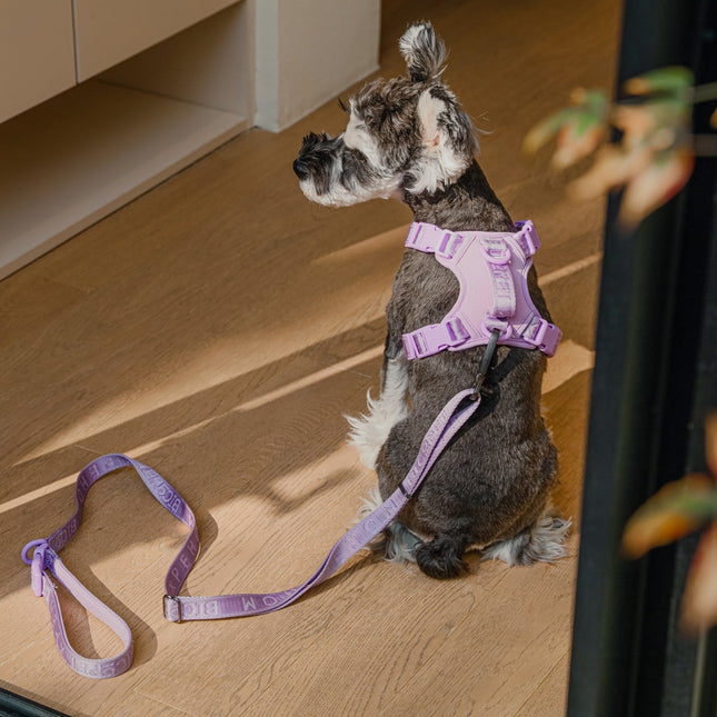 Padded Active Pet Leash – Soft Grip