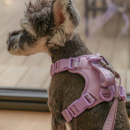 Small dog wearing a pink harness indoors