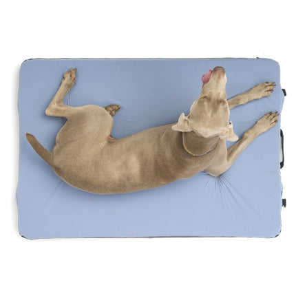 Dog lying on a blue pet bed with a white background