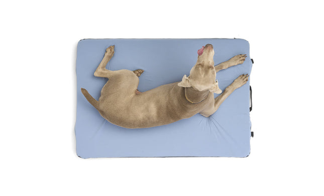 Dog lying on a blue pet bed with a white background