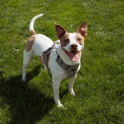Dog standing on grass with a harness, panting