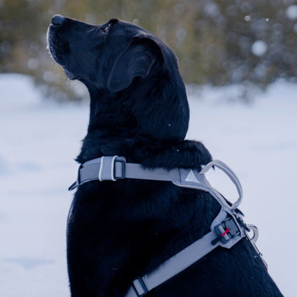 Black dog wearing a harness in a snowy landscape