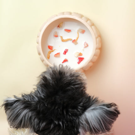 Small dog with a fluffy black and white coat sitting in front of a round wooden object with a white substance and red berries on a light yellow background.